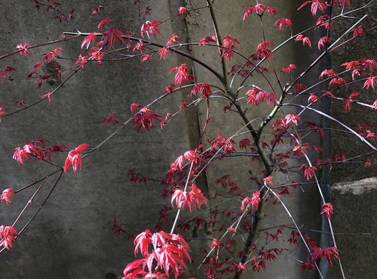 春の花